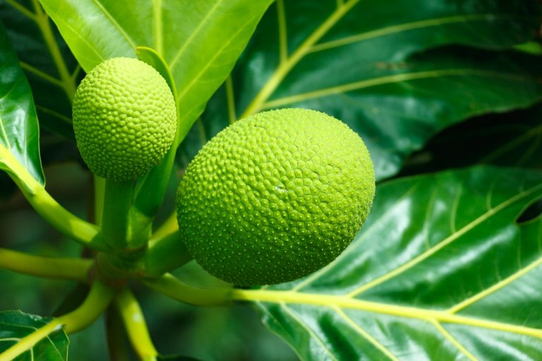 breadfruit caribbean