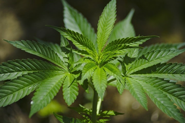 marijuana in the caribbean