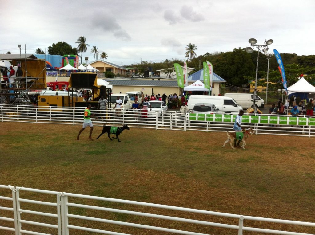 goat racing