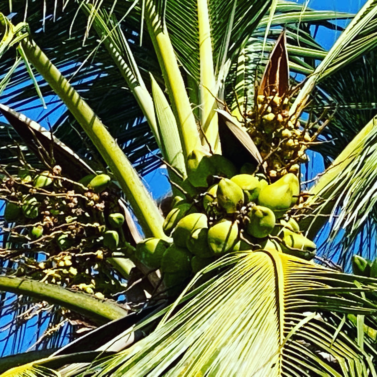 Saint Lucia Coco View