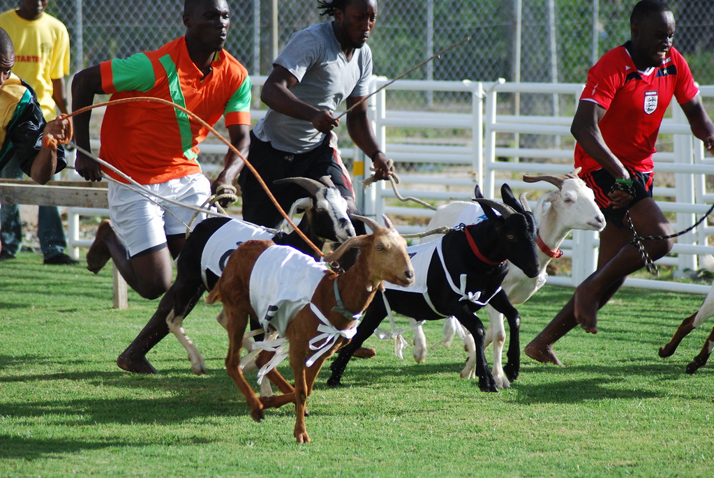 goat racing