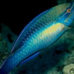 parrotfish – Exceptional Caribbean