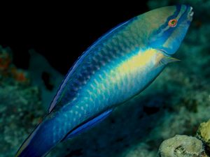parrotfish – Exceptional Caribbean