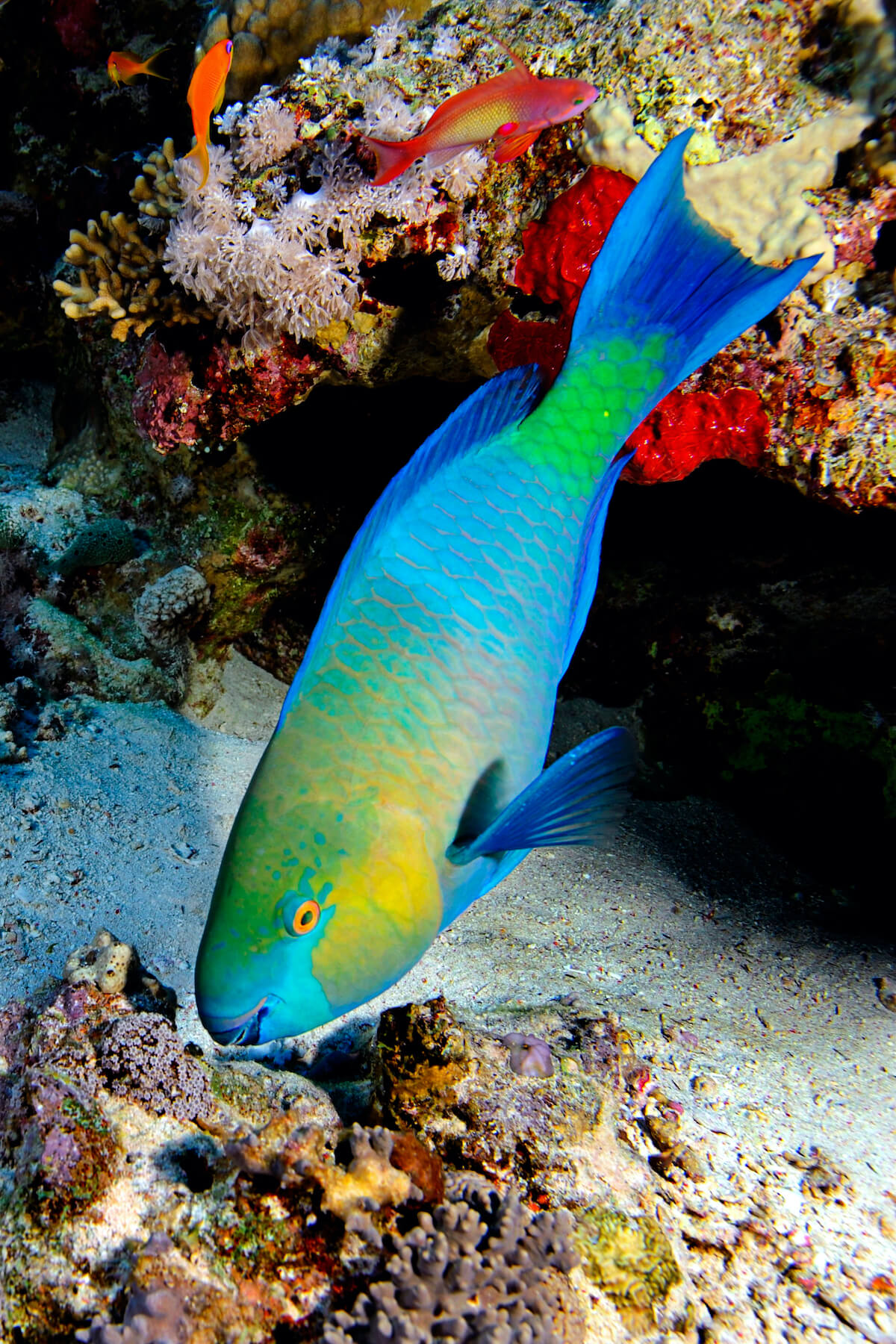 exceptional caribbean - parrot fish