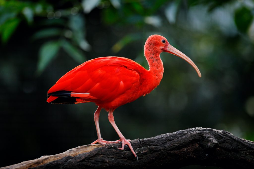 Caribbean Environment Scarlet Ibis