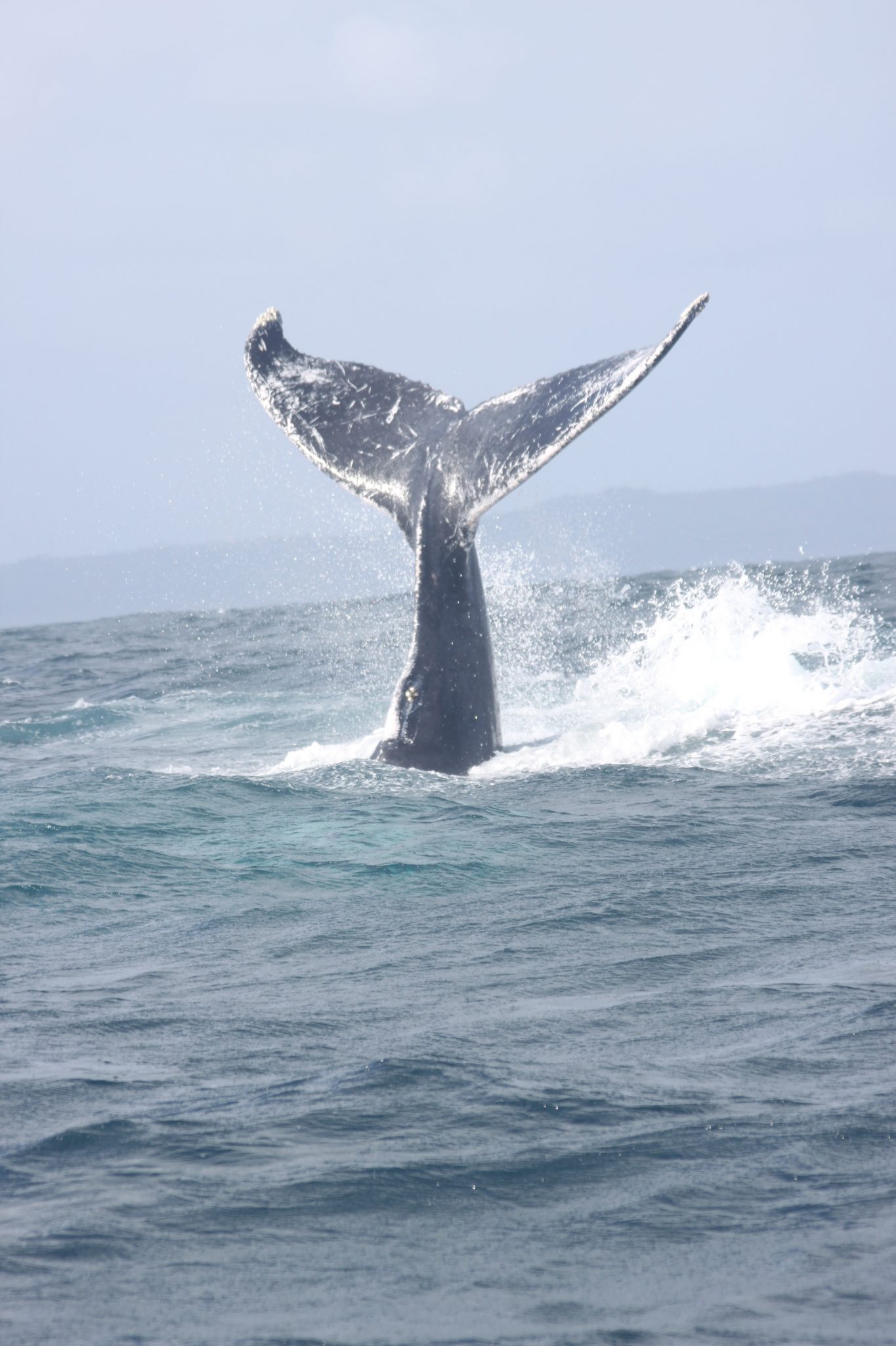 dominica whale watching