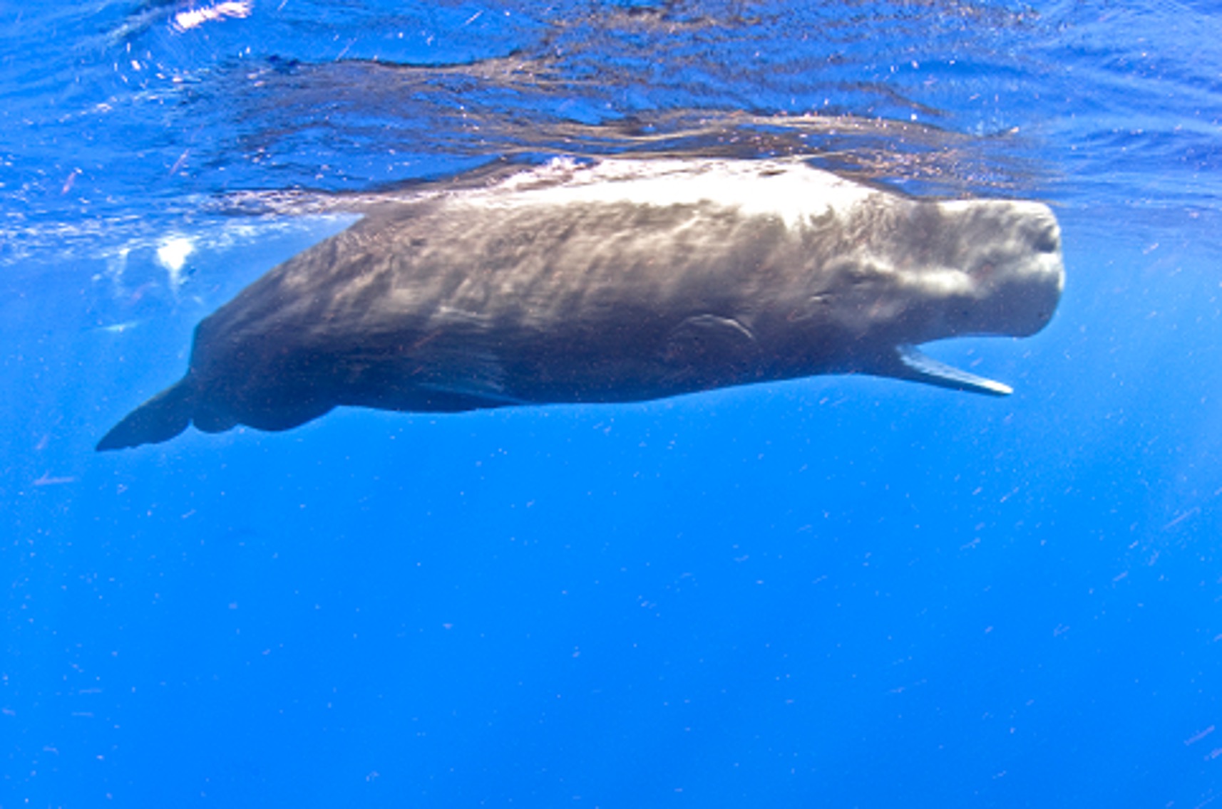 Caribbean Sperm Whale