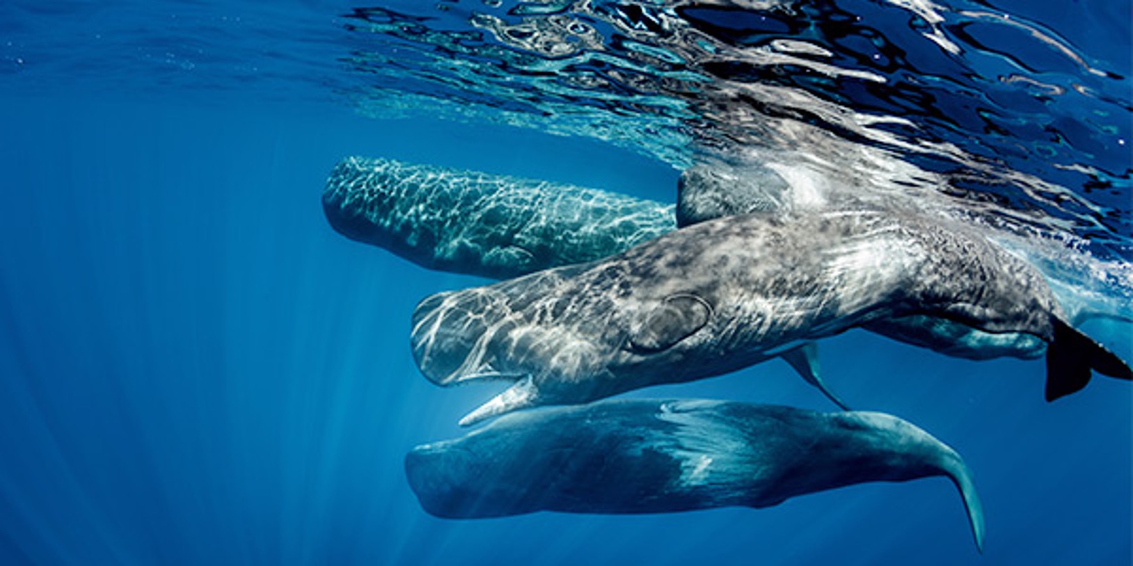 whales in caribbean