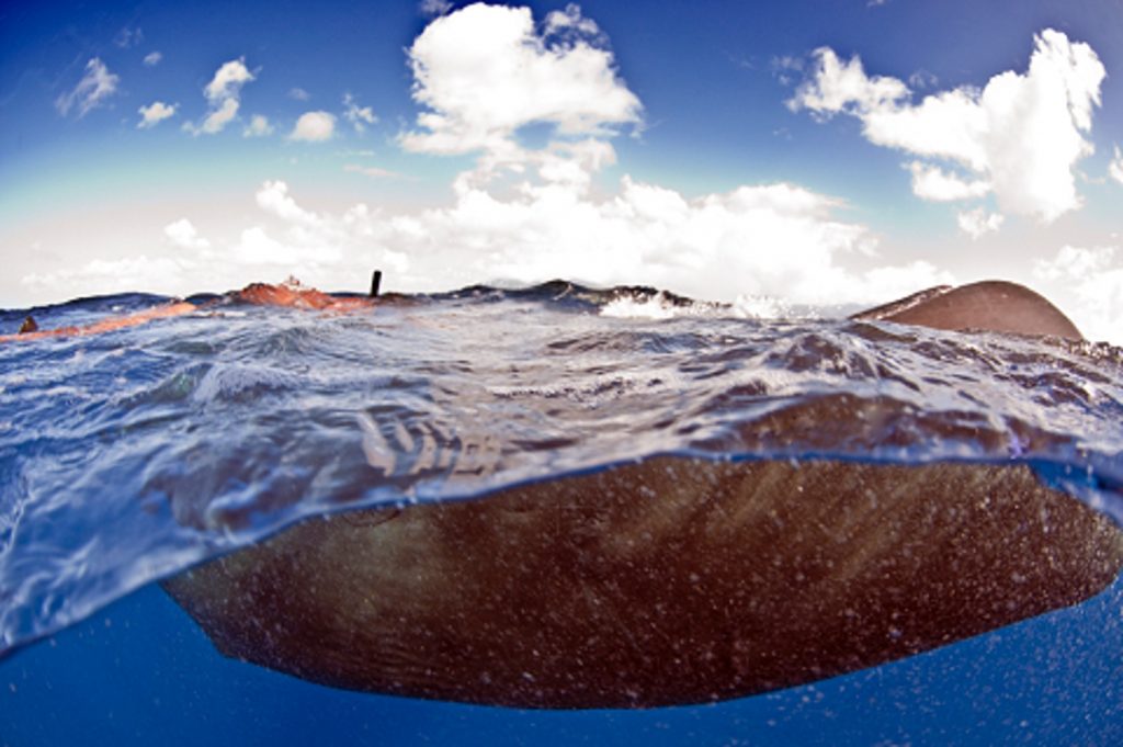 caribbean sperm whale ion Dominica