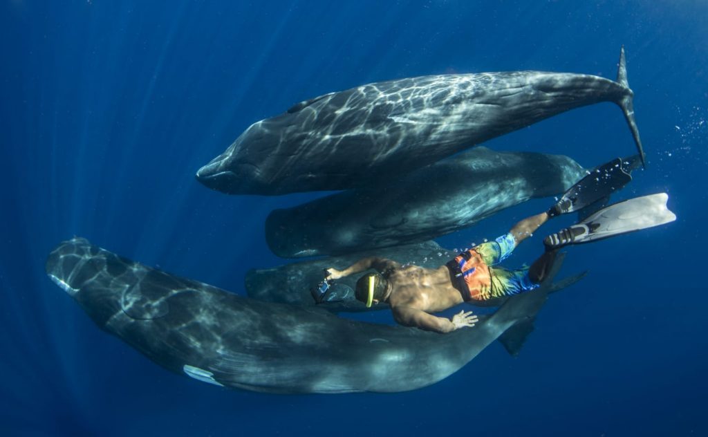 Whale watching Dominica