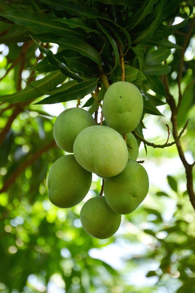 Mango A Caribbean Fruit Waiting to be ‘Discovered’ Exceptional
