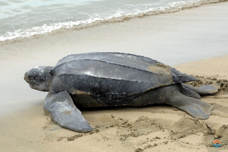Leatherback Turtle Experience