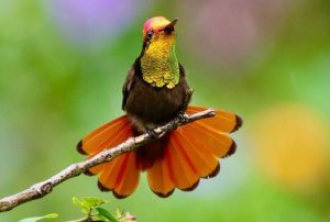 Yerette Hummingbirds