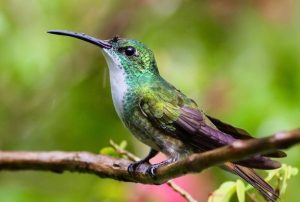 Yerette Hummingbirds