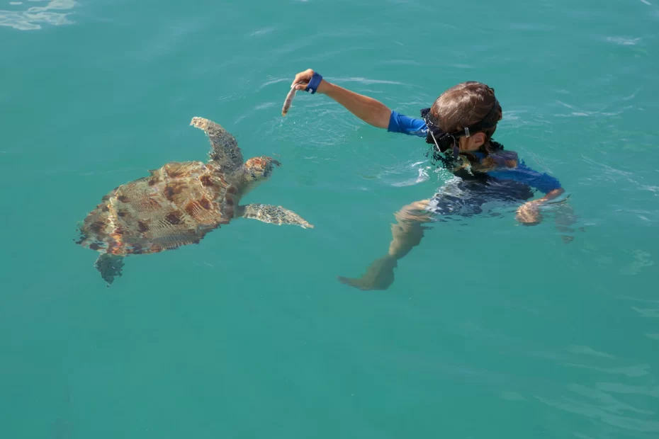 Swimming with Turtles