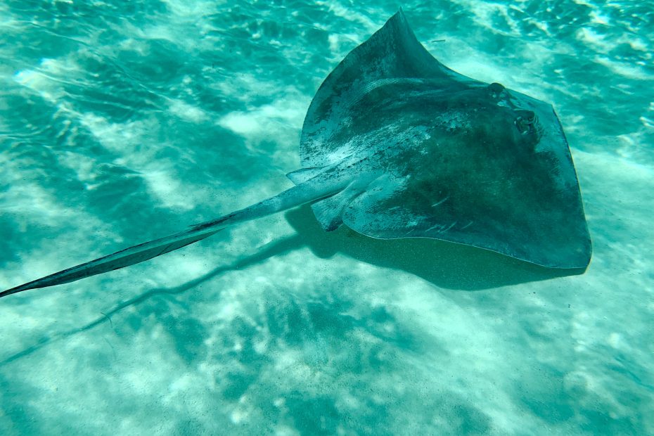 Swim with Manta Rays