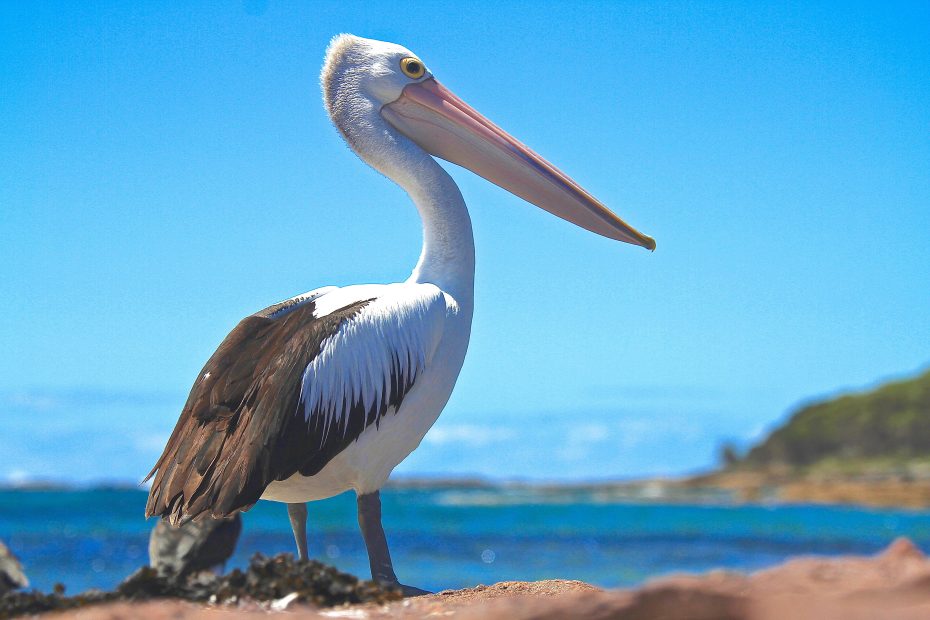 View Pelicans