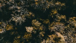 renaldomatamorouzI7fVVwlJIunsplash – Exceptional Caribbean