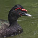 Muscovy Duck