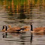 Ducks, Geese, Swan