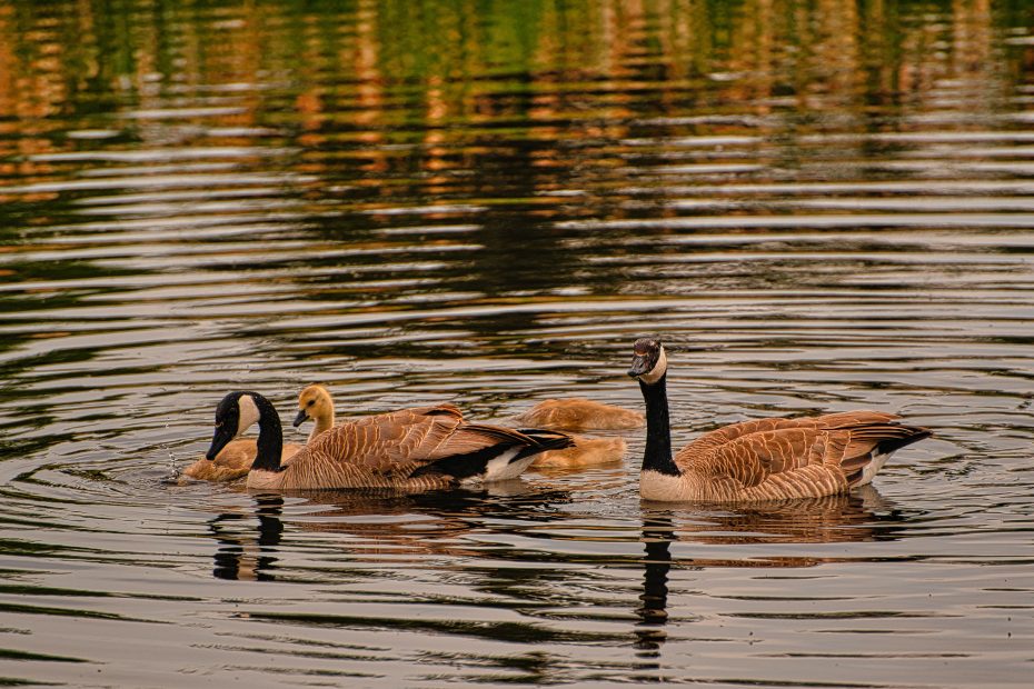 Ducks, Geese, Swan