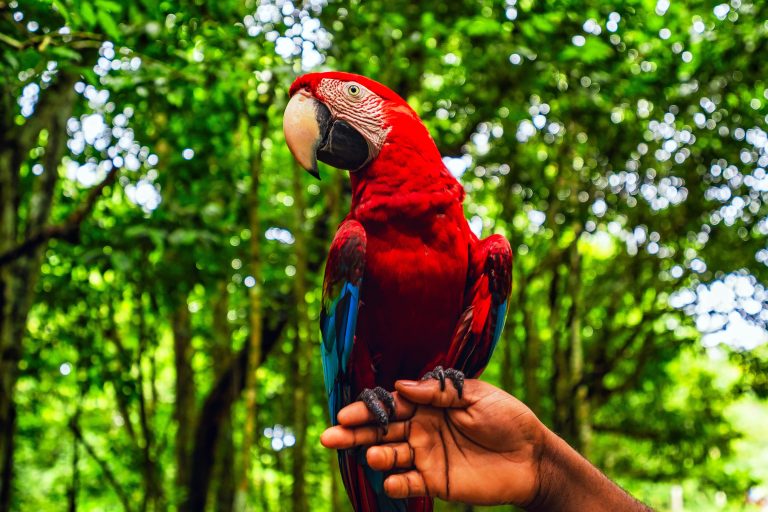 Parrot at Las Terrenas Dominican Republic