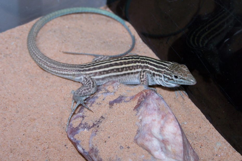 Whiptail Lizards