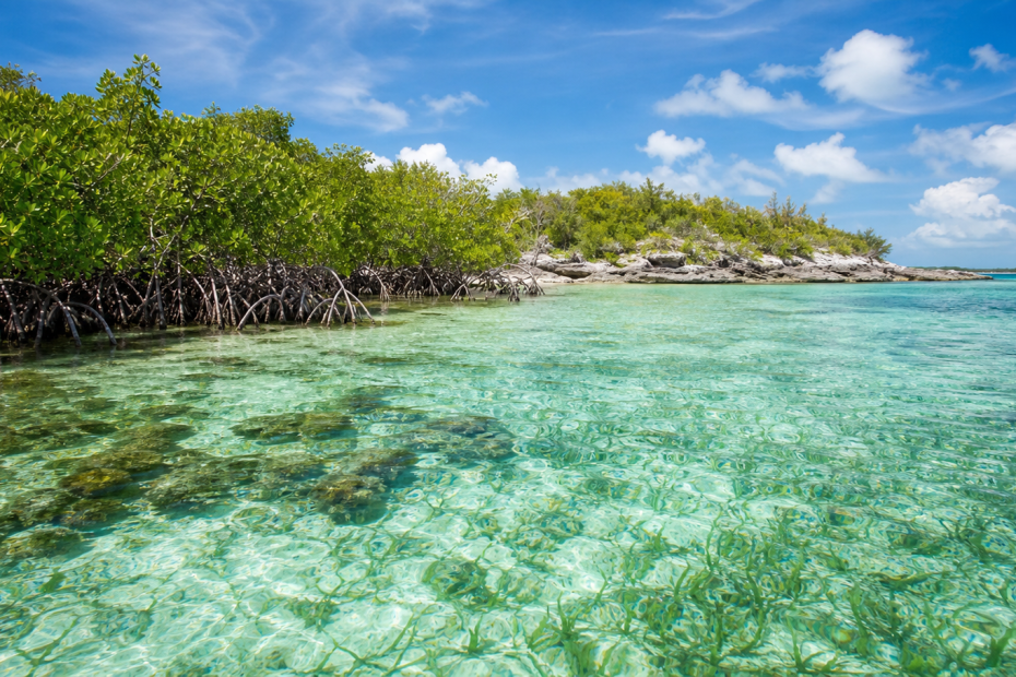 Mangroves coral reefs seagrass beds and clear coastal water in The Bahamas