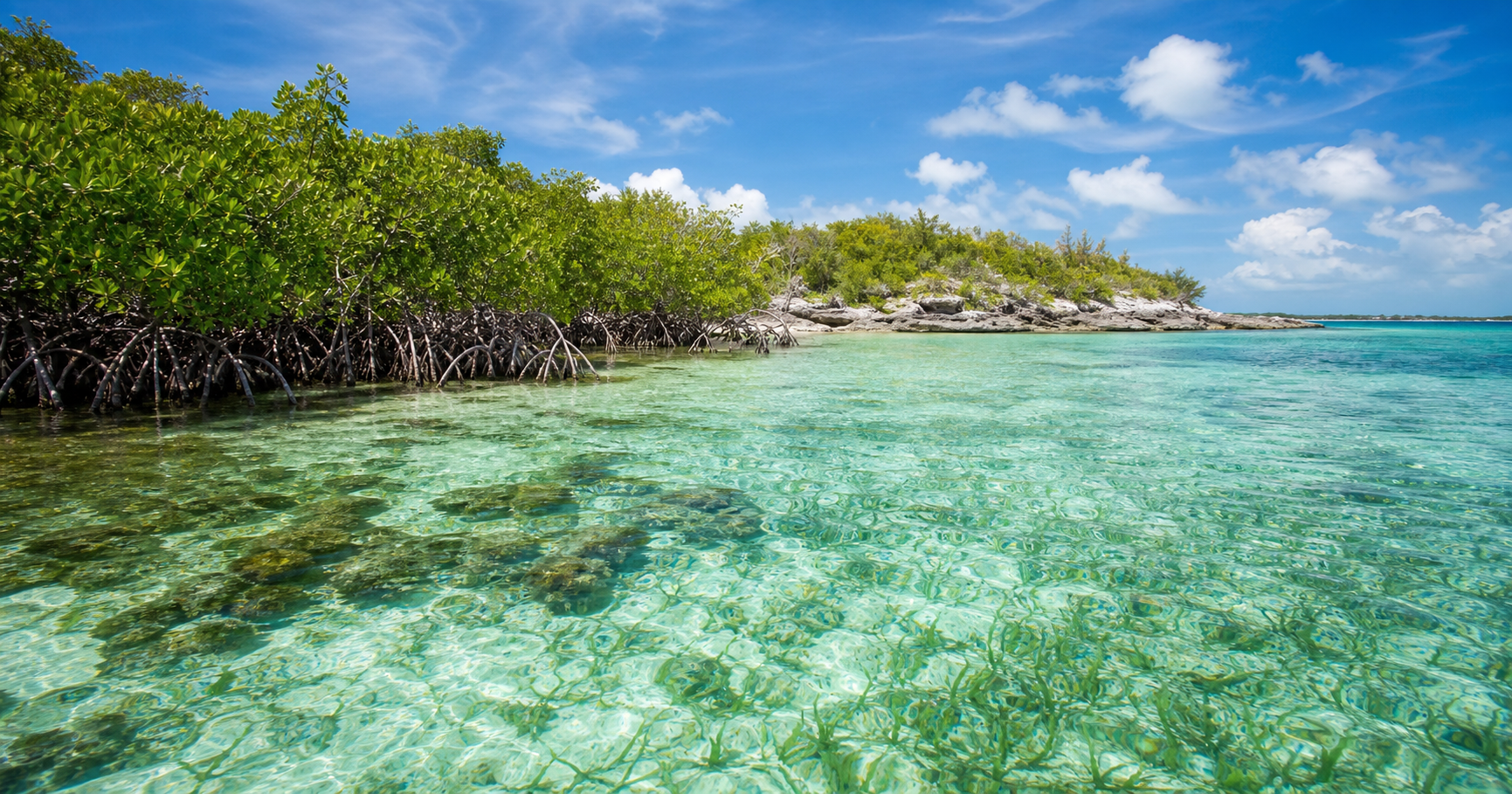 Mangroves, coral reefs, seagrass beds, and clear coastal water in The Bahamas