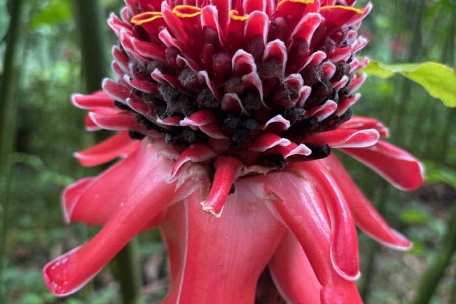 Variety of Flora and Fauna