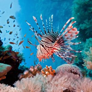Pristine Coral Reefs